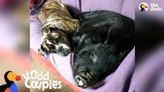 Dog Becomes Mom To Rescue Piglet | The Dodo Odd Couples