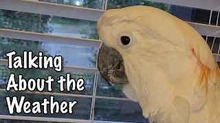 Conversation with a Cockatoo - Max is Opinionated About the Rain