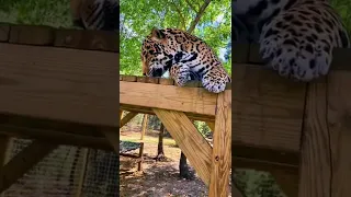 Jaguar Reaction To Catnip! ADORABLE