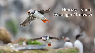 Hornøya Island (Varanger / Norway). Arctic bird paradise.