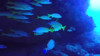 SCUBA Kaua'i - Sheraton Caverns