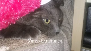 С добрым утром! Пора вставать! Оригинальная музыкальная открытка от 😻