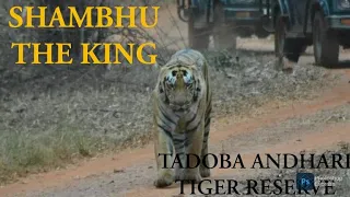 SHAMBHU - THE KING | TIGER HEAD ON | AGARZARI BUFFER GATE | TADOBA ANDHARI TIGER RESERVE
