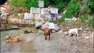 Ücretsiz Tatil ve Kamp Yapabileceğiniz Yeni Bir Cennet Koyu Daha Köpeklerimizle Keşfettik