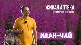 ИВАН-ЧАЙ // Правила сбора и ферментации // Живая аптека