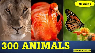 300 Animal videos for kids | 300 animales para niños en inglés | learn 300 animal Name in English