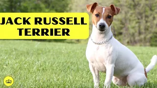 Jack Russell Terrier: Get Ready to Fall in Love with this Little Big Adventurer!