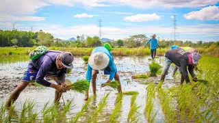 Eskew konnen Ayiti te ka bay tèt li manje? Vin gade plantasyon diri nan ma zòn Delugé kijansa fèt.