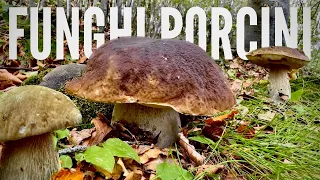 Funghi porcini d’Appennino DIFFICILI DOPO LE BUTTATE più fungaioli che funghi | Funghi porcini 2023