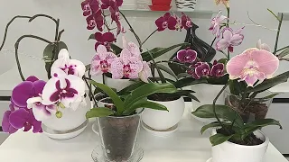 Потрать 15 минут и навсегда избавься от проблем с орхидеями / how to care for orchids