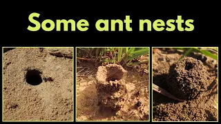 ANT NESTS - learn about 3 different types