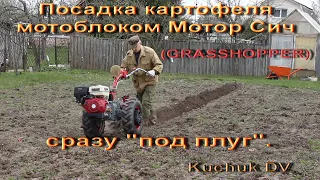 Посадка картофеля мотоблоком Мотор Сич(GRASSHOPPER) сразу "под плуг".