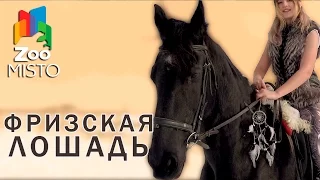 Фризская Лошадь - Все о породе