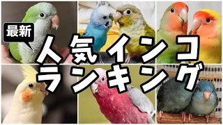 令和最新！人気インコ（鳥）ランキング １位はまさかのインコ!?【インコ＆オウム】