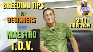 Breeding Tips for Beginners from MAESTRO T.D.V.  | Part 1 | Kalapatistang Kampeon | Philippines