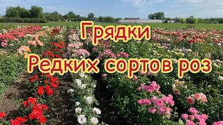 Грядки редких сортов роз, питомник maryroses.ru