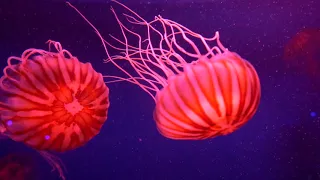 Музей медуз JellyFish Museum Київ, Майдан Незалежності. JellyFish Museum. Киев, Майдан Независимости