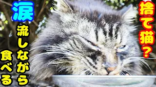 abandoned cat? He eats his meal with tears streaming down his face. Impressed cat video