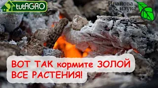 От ТОМАТА до ГОЛУБИКИ. ЗОЛА - удобрение для ВСЕХ! Какую кислоту лучше использовать для гашения золы.