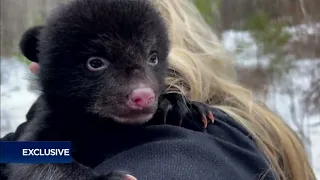 Look at this black bear cub!