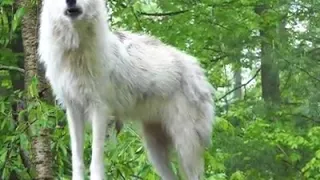 The most wonderful sound ♥ While   Wolf Live TV   Wolf Conservation Center