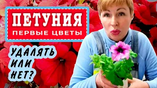 ПЕТУНИЯ Удалять или нет первые цветочки? Хлороз листьев ​