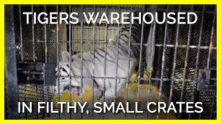 Pacing Tigers Warehoused in Filthy, Small Crates for Jordan World Circus