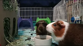 Cute guinea pig clip