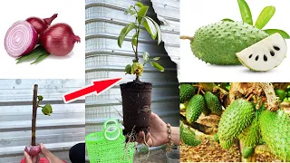 Unique Skill Propagation Soursop Tree Growing Fast Use Red onion Fruit 100%