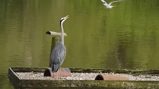 Terns Attack Heron