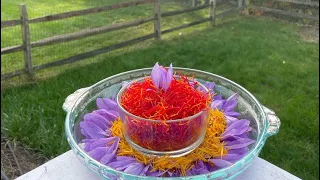 Growing saffron indoors in US by Indian farmer!