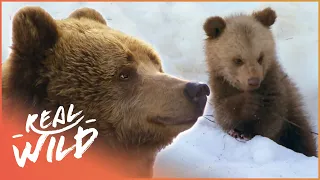 Bear Cubs Experience Snow For The First Time | Band Of Bears Part 1 | Real Wild