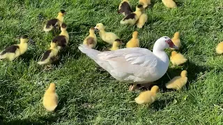 24 ducklings and 2 mamas