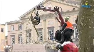 Lucca, al via la potatura per salvare gli storici platani di piazza Napoleone