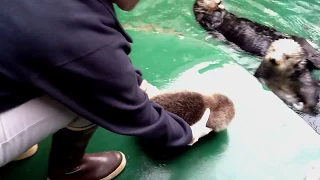 A Growing Girl - Sea Otter Pup's Second Vet Exam!