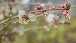 The Mystery of Flower Abortion in Fruit Trees Unveiled #TreeCare #FruitTrees