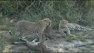 SafariLive Dec 22 - Three Leopards!  Tingana, Shadow and cub!