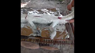 Amazing Video 2023 Fount a lot Snake in Crocodile Stomach ...