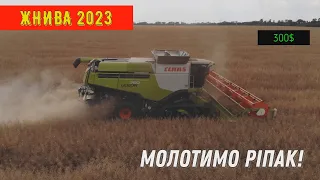 Уборка Рапса 2023! Комбайн CLAAS LEION 750!