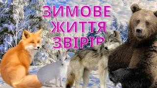 Зимове життя звірів. Як зимують дикі тварини в лісі