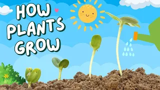 How Plants Grow: A Fun And Educational Video For Kids