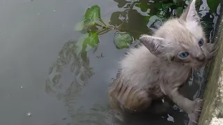 The Helpless Cat Screaming and Begging for help | Getting Stuck in the Garden Pond | Rescue Animals