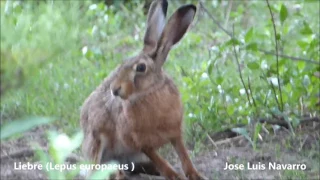 Liebre  (Lepus europaeus)