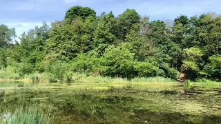 Кваканье лягушек,Пенье птиц на лесном озере.Начало лета.Полдень