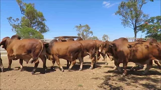 Somerview Red Brahmans Sale Bulls