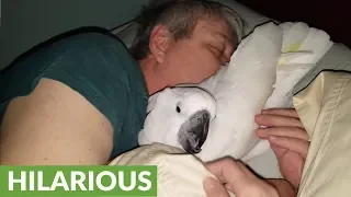Hilarious cockatoo refuses to go to bed