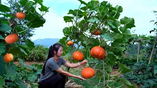 Harvesting Red Pumpkins! They look like lanterns!