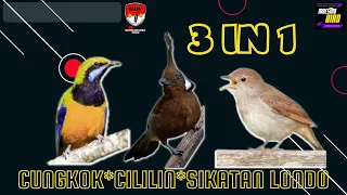 Masteran Burung 3 in 1 Cungkok, Cililin, Sikatan Londo Gacor Super Jernih