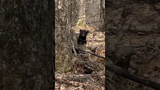 Baby Bear Cub Crying for Help