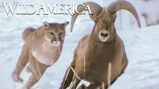 Wild America | S1 E7 Some Feet Have Noses | Full Episode HD